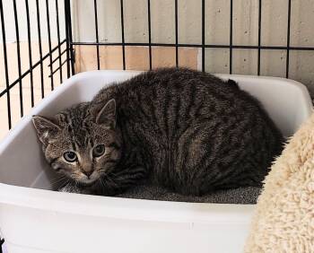 Rescue Domestic Short Hair Cats for Adoption in Saint Clairsville, Ohio - Rosie AKA Bubbles | PetCurious
