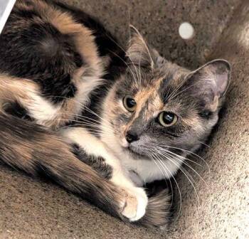 Domestic Short Hair Cats Available for Adoption in Anchorage, Alaska - GEMMA | PetCurious