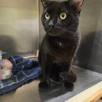 Domestic Short Hair Cats Available for Adoption - Meteor | PetCurious