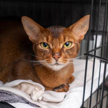 Riddick -  Abyssinian Cat for Adoption in New York, New York - Riddick | PetCurious