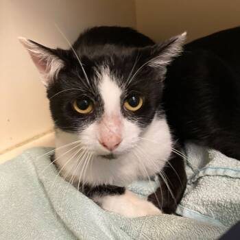 Rescue Domestic Short Hair Cats for Adoption in Dayton, Ohio - Keebler | PetCurious