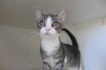 Raisin -  Domestic Short Hair Cat for Adoption in Chestertown, Maryland - Raisin | PetCurious