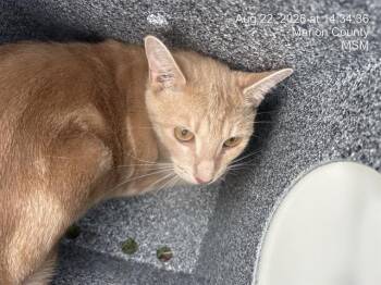 CHAI -  Domestic Short Hair Cat for Adoption in Ocala, Florida - CHAI | PetCurious