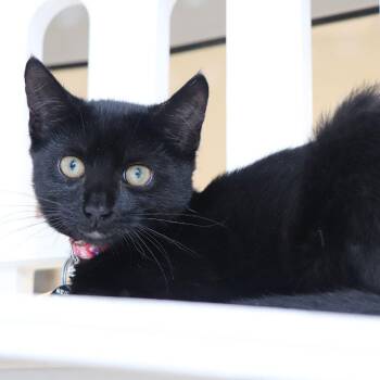 H213026 -  Domestic Short Hair Cat for Adoption in Port Washington, New York - H213026 | PetCurious