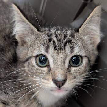 Sabie -  Domestic Short Hair Cat for Adoption in Biltmore Forest, North Carolina - Sabie | PetCurious