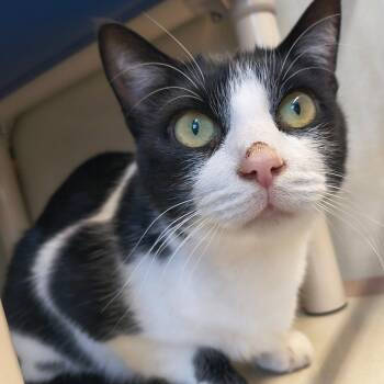 Domestic Short Hair Cats Available for Adoption - Noah | PetCurious