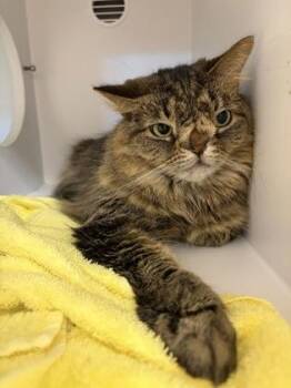 Domestic Short Hair Cats Available for Adoption in Fairfax, Virginia - Squishy | PetCurious