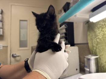 JAMES -  Domestic Short Hair Cat for Adoption in Riverside, California - JAMES | PetCurious