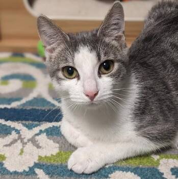 Rescue Tabby and Domestic Short Hair Cats for Adoption in Shippenville, Pennsylvania - Dorothy Ann Aka "Dot" | PetCurious