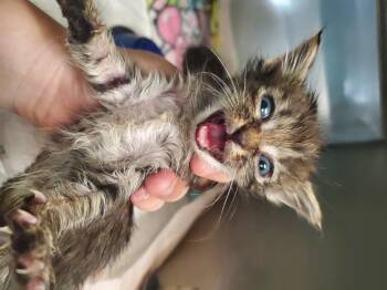 Petrie -  Domestic Long Hair Cat for Adoption in Wasilla, Alaska - Petrie | PetCurious