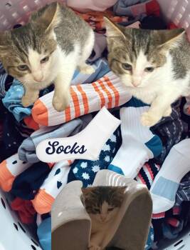 Rescue Domestic Short Hair and Tabby Cats for Adoption in Clovis, New Mexico - Socks | PetCurious