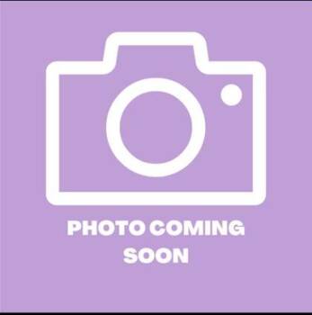Domestic Medium Hair Cats Available for Adoption in El Paso, Texas - 61092028 | PetCurious