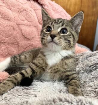 Maverick -  Domestic Short Hair Cat for Adoption in Salt Lake City, Utah - Maverick | PetCurious