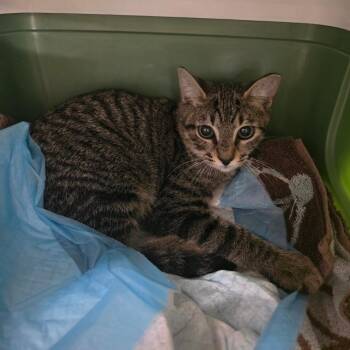Bugsy -  Domestic Short Hair Cat for Adoption in Sarasota, Florida - Bugsy | PetCurious