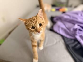Crush -  Domestic Short Hair Cat for Adoption in Lincoln Park, Michigan - Crush | PetCurious