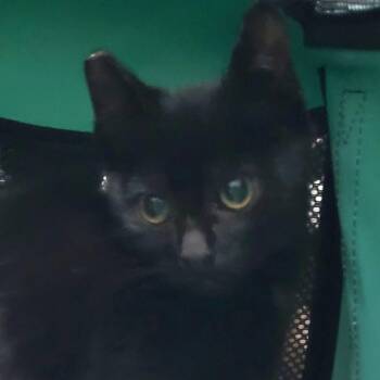 Jingle -  Domestic Short Hair Cat for Adoption in Coos Bay, Oregon - Jingle | PetCurious