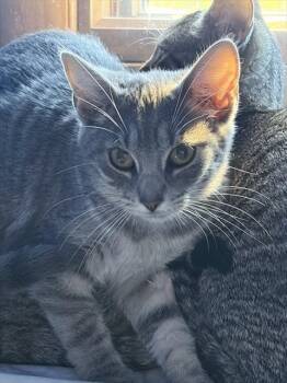SUNNY -  Domestic Short Hair Cat for Adoption in Westminster, Maryland - SUNNY | PetCurious