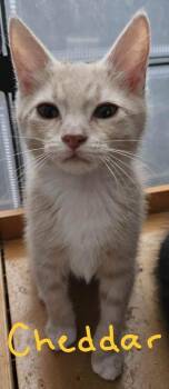 Chedder -  Domestic Short Hair Cat for Adoption in Albuquerque, New Mexico - Chedder | PetCurious