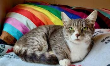 Rescue Tabby Cats for Adoption in The Dalles, Oregon - Ava | PetCurious