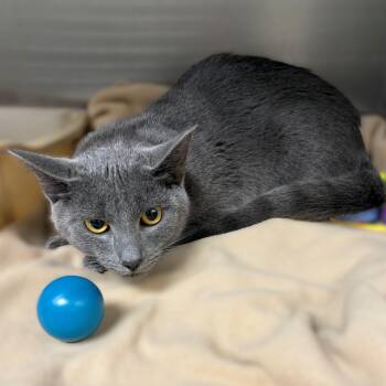 Domestic Short Hair Cats Available for Adoption - Spooky- #50481 | PetCurious