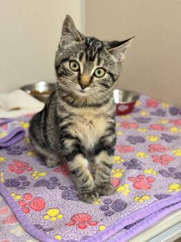 Rescue Domestic Short Hair Cats for Adoption in Hackensack, Minnesota - Old Daka | PetCurious