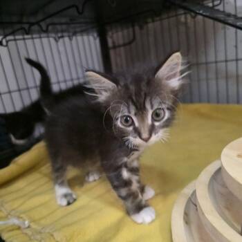 Fink -  Domestic Long Hair and Maine Coon Cat for Adoption in Mastic, New York - Fink | PetCurious