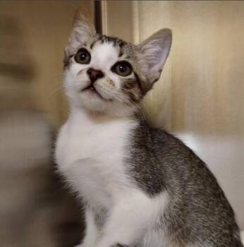 SKIPPY -  Domestic Short Hair Cat for Adoption in Alameda, California - SKIPPY | PetCurious