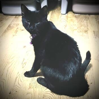 Rescue Domestic Short Hair Cats for Adoption in San Antonio, Texas - Nancy Wheeler | PetCurious