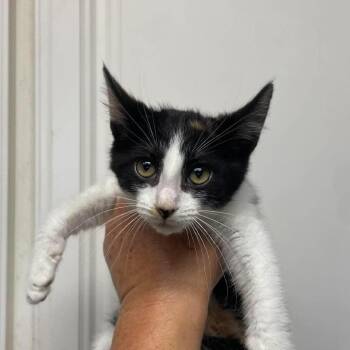 Domestic Short Hair Cats Available for Adoption in Hemet, California - Lena | PetCurious