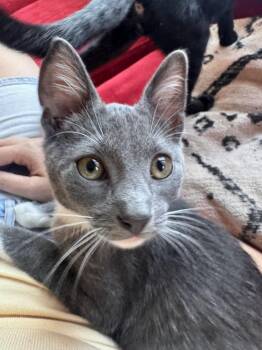 Gary -  Domestic Short Hair Cat for Adoption in Springfield, Oregon - Gary | PetCurious