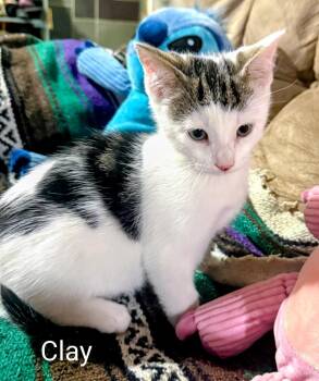 Domestic Short Hair Cats Available for Adoption in Binghamton, New York - Clay | PetCurious