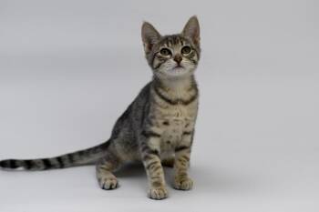 Iredessa -  Domestic Short Hair Cat for Adoption in Sedalia, Colorado - Iredessa | PetCurious