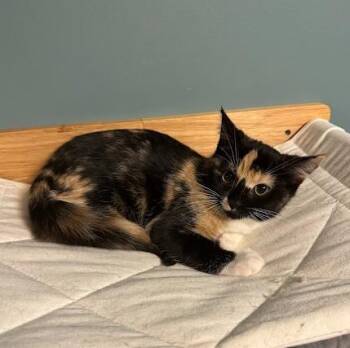 Rescue Scottish Fold Cats for Adoption in Andover, Minnesota - Cholula | PetCurious