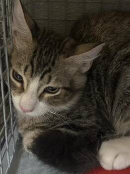 LORAZ -  Domestic Short Hair Cat for Adoption in Las Vegas, Nevada - LORAZ | PetCurious
