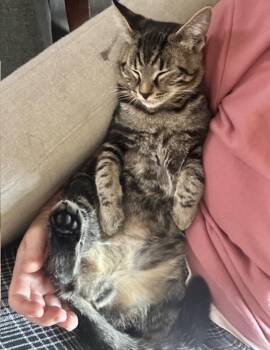 Domestic Short Hair Cats Available for Adoption in Port Orange, Florida - Loki (watch Video) Loves To Be Held  | PetCurious