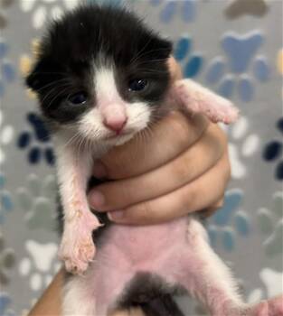 ADDISON -  Domestic Short Hair Cat for Adoption in Rosenberg, Texas - ADDISON | PetCurious