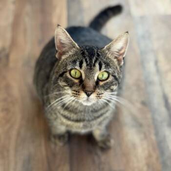 Domestic Short Hair Cats Available for Adoption in Asheville, North Carolina - Cortina | PetCurious