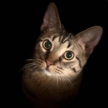 Domestic Short Hair Cats Available for Adoption in Sioux Falls, South Dakota - Luca | PetCurious
