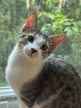 Rescue Domestic Short Hair Cats for Adoption in Minneapolis, Minnesota - Babu / Twix | PetCurious