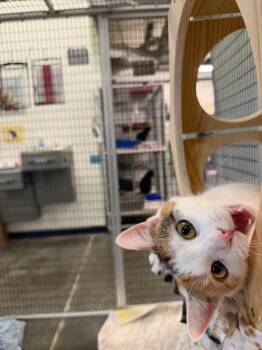 Domestic Short Hair Cats Available for Adoption - Miss Congeniality | PetCurious