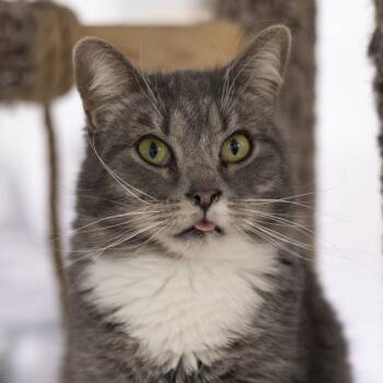Domestic Short Hair Cats Available for Adoption - Patricia | PetCurious