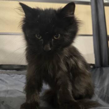 Rescue Domestic Long Hair Cats for Adoption in Sioux Falls, South Dakota - Midnite | PetCurious