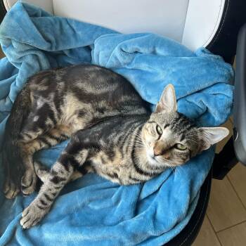 Rescue Tabby Cats for Adoption - Noodle | PetCurious