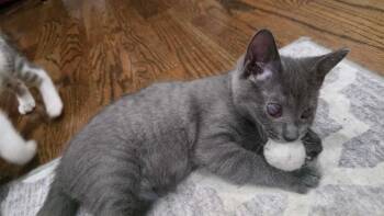 Skittles -  Domestic Short Hair Cat for Adoption in Chicago, Illinois - Skittles | PetCurious
