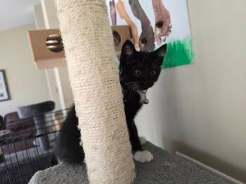Rescue Domestic Short Hair Cats for Adoption in Evans, Georgia - Nix | PetCurious