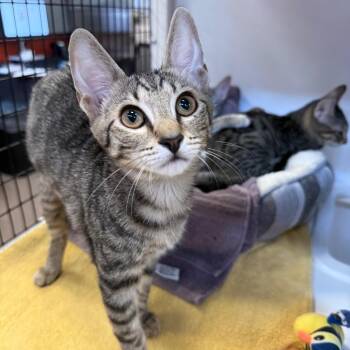 Turbo -  Domestic Short Hair Cat for Adoption in Sarasota, Florida - Turbo | PetCurious