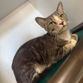 Vita -  Domestic Short Hair Cat for Adoption in New York, New York - Vita | PetCurious