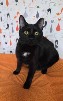 Moonshadow -  Domestic Short Hair Cat Available for Adoption in Cumberland, Maine - Moonshadow | PetCurious