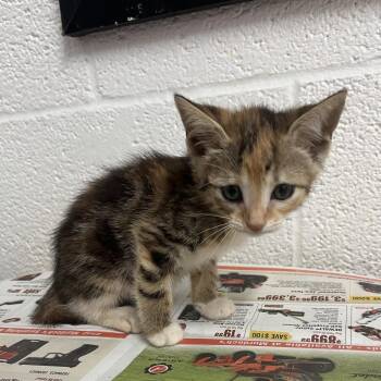 Domestic Short Hair Cats Available for Adoption in Edinburg, Texas - Penelope | PetCurious