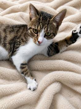 Lily -  Tabby Cat Available for Adoption in Brantford, Ontario - Lily | PetCurious